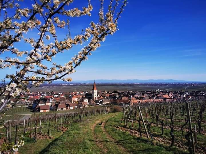 Апартаменты Au Coeur Des Vignes Бергхейм Экстерьер фото