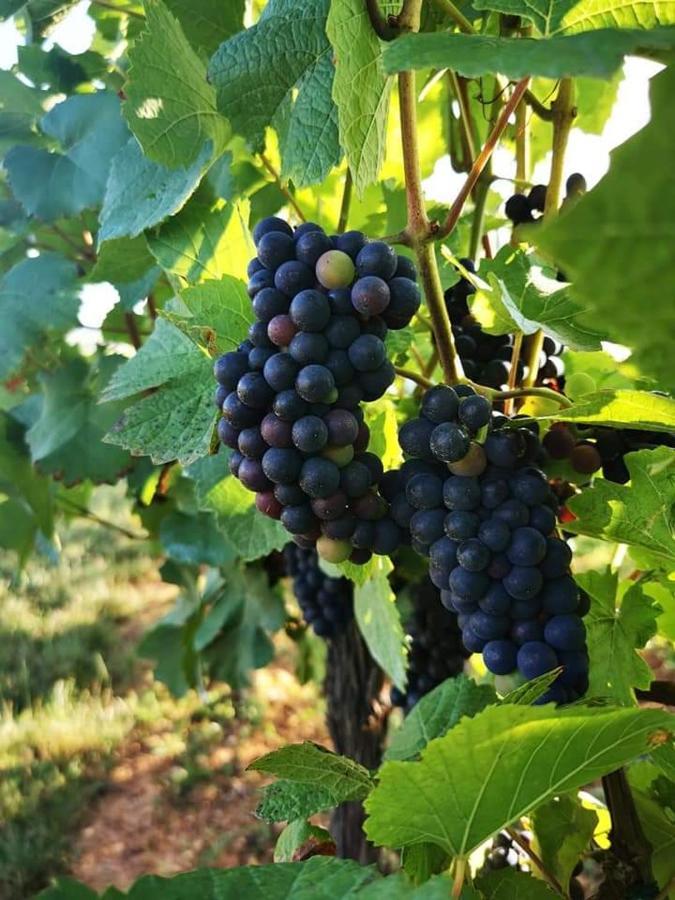 Апартаменты Au Coeur Des Vignes Бергхейм Экстерьер фото